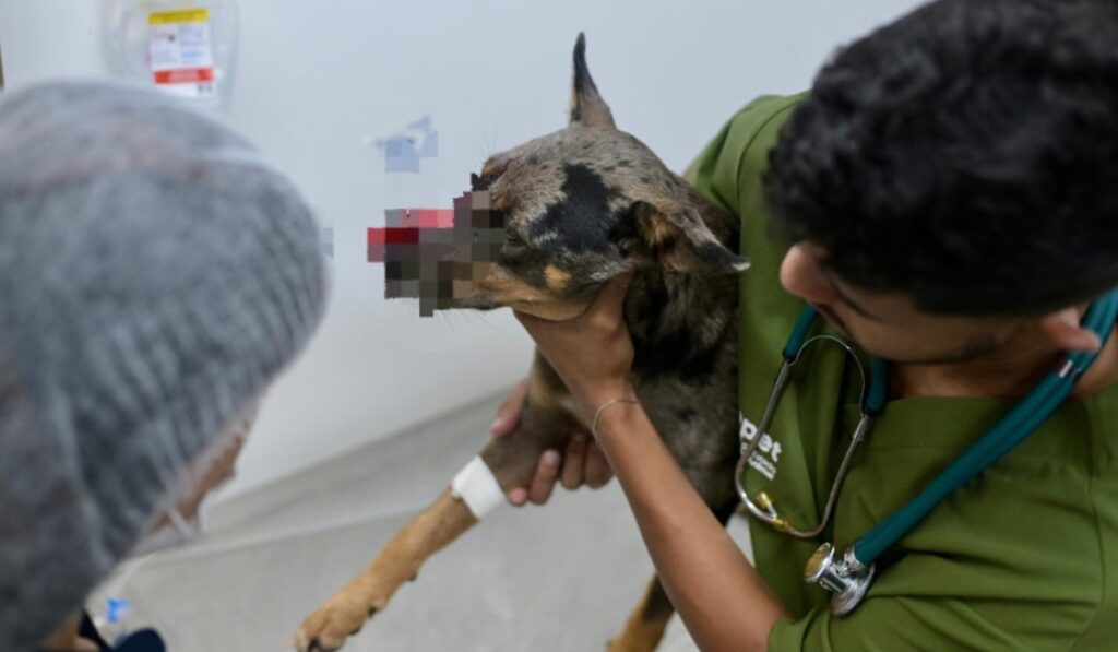 Cachorro Ferido em Manaus Recebe Cirurgia Após Maus-Tratos