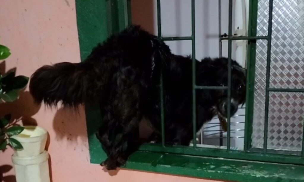 Cadela Assustada por Trovões é Resgatada de Janela em Manaus