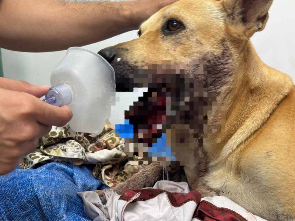 Cadela Sofre Ferimentos Graves Após Explosão de Bomba em Manaus