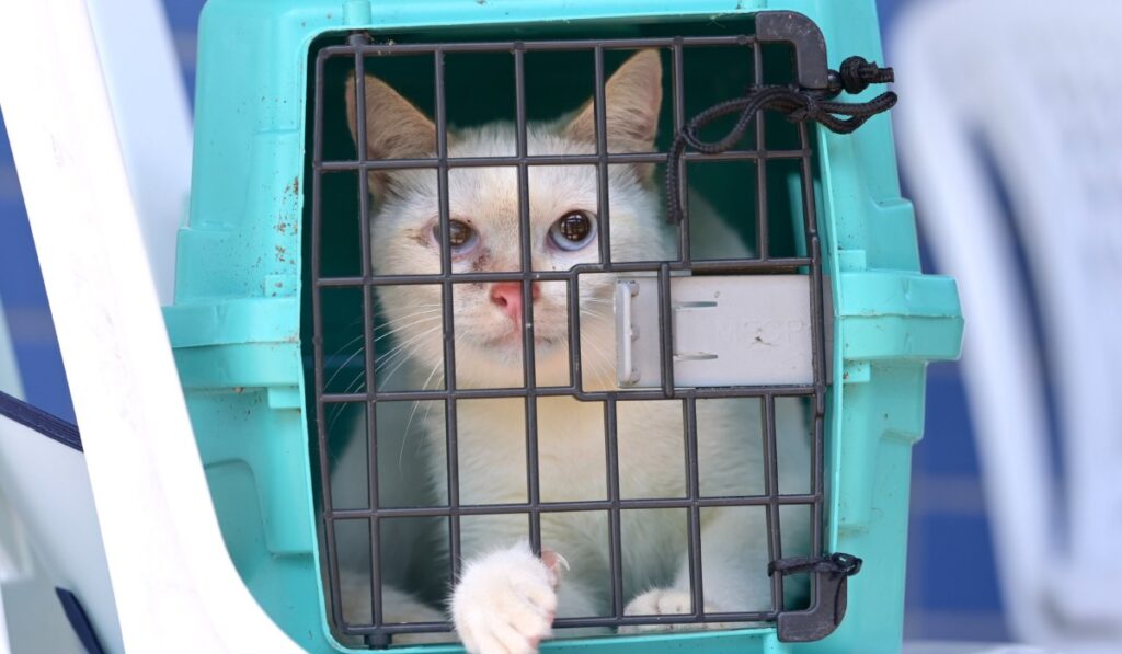 Castração Gratuita de Animais em Manaus: Inscrições Abertas nos Dias 29 e 30 de Janeiro Castração Gratuita de Animais em Manaus: Inscrições Abertas nos Dias 29 e 30 de Janeiro