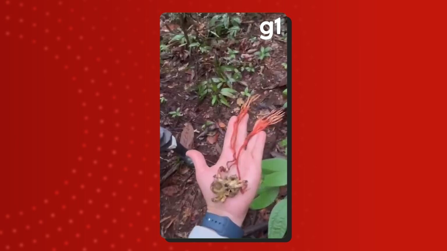 Cientistas Revelam Descoberta de Fungos 'Zumbis' em Tarântula Gigante da Amazônia