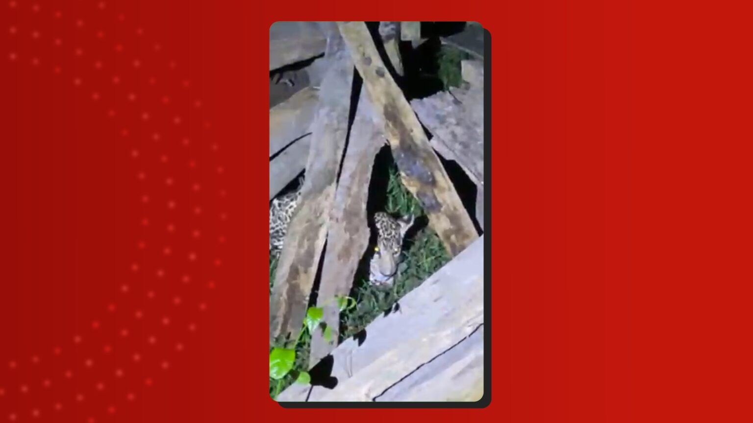 Filhote de onça-pintada encontrado em comunidade no interior do Amazonas