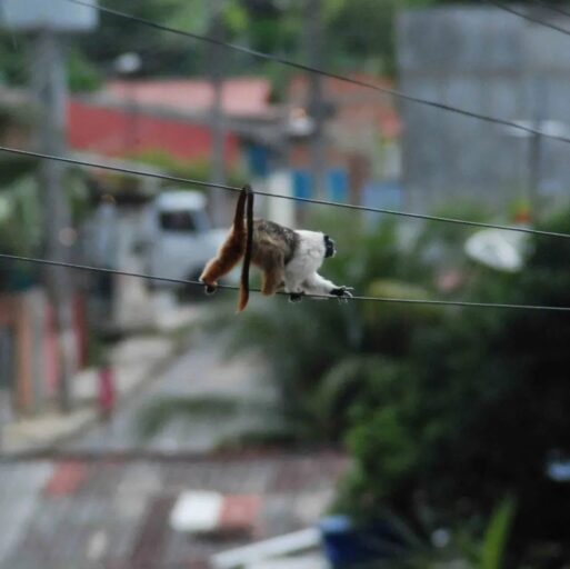Fiscalização em Manaus: Empreendimentos Ameaçam o Sauim-de-Coleira Fiscalização em Manaus: Empreendimentos Ameaçam o Sauim-de-Coleira