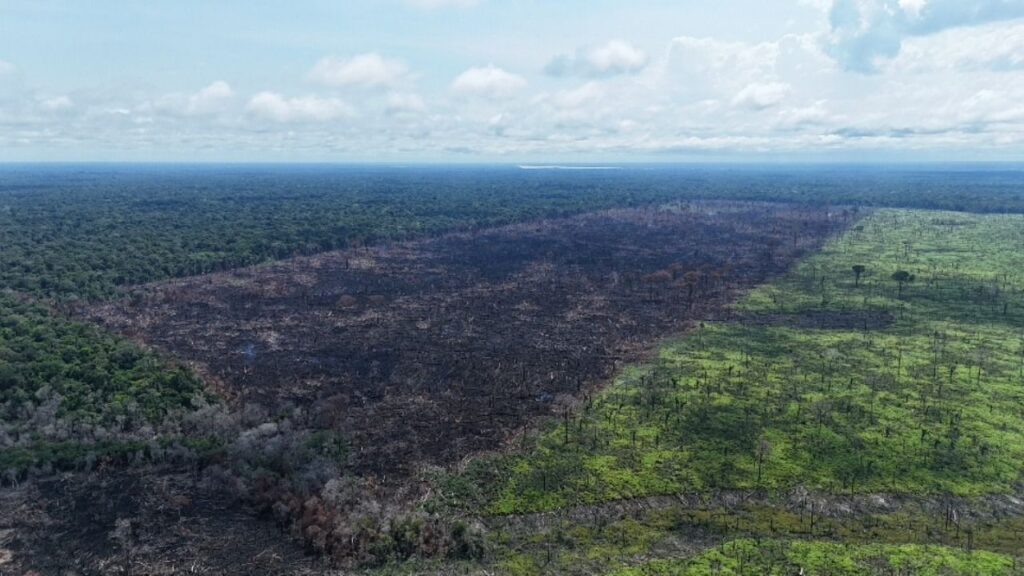 Início do Defeso Florestal no Amazonas: O que você precisa saber