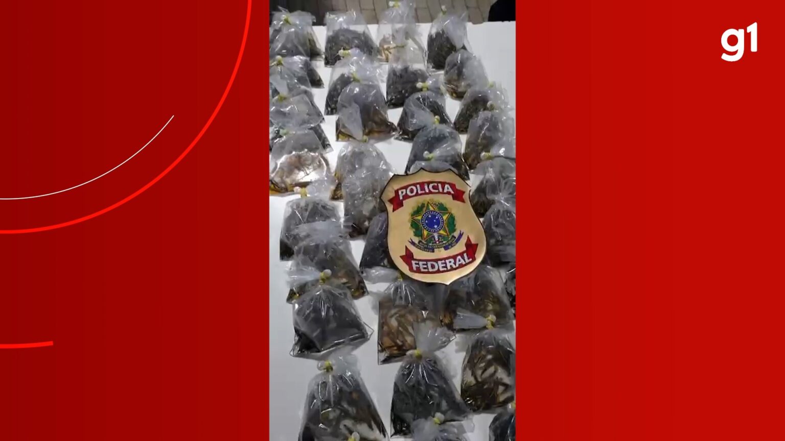 Mil Peixes Ornamentais da Amazônia Apreendidos em Tabatinga - Homem Preso por Contrabando