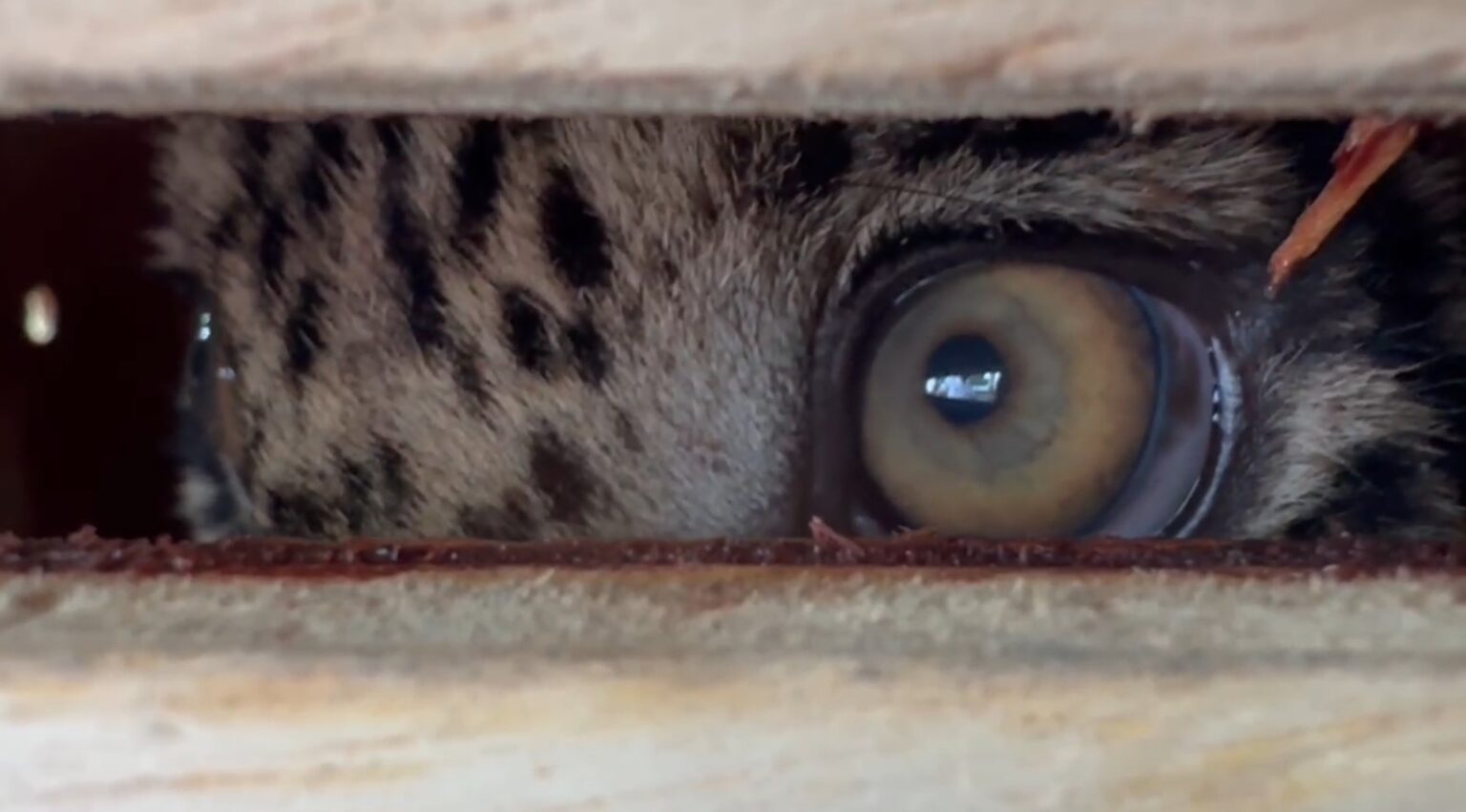 Quase 900 Animais Silvestres Resgatados no Amazonas em 2025, Revela Ibama