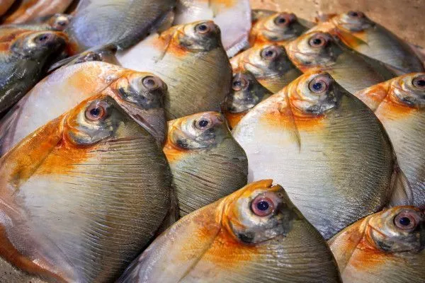 Três Casos de Doença de Haff São Confirmados no Amazonas Após Consumo de Peixe Três Casos de Doença de Haff São Confirmados no Amazonas Após Consumo de Peixe