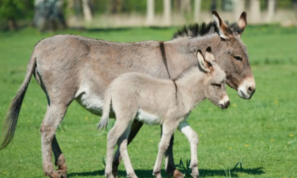 Universidade Brasileira Desenvolve Método Inovador para Salvar Jumentos da Extinção