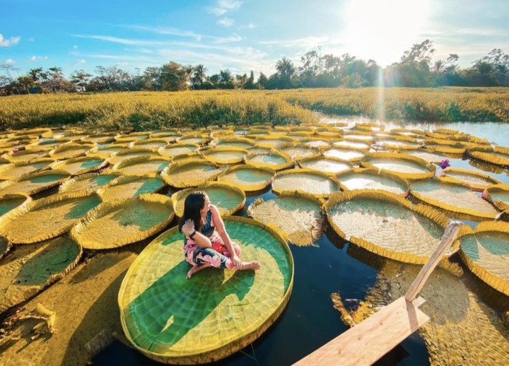 Descubra os Restaurantes Flutuantes e Bebidas Típicas que Transformam o Turismo em Igarapé-Açu Descubra os Restaurantes Flutuantes e Bebidas Típicas que Transformam o Turismo em Igarapé-Açu