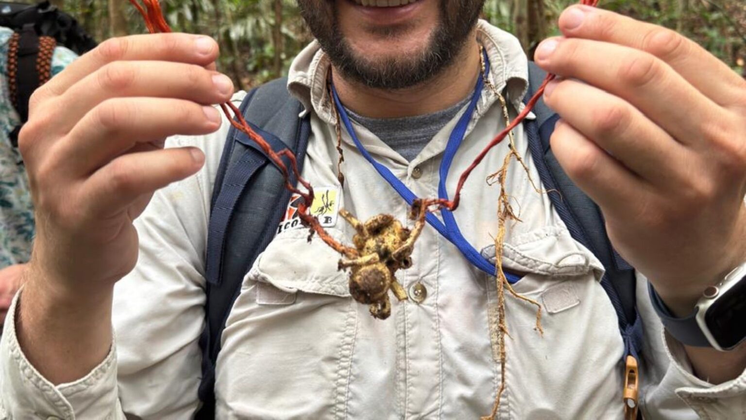 Fungo 'zumbi' no Brasil: Entenda o fenômeno que viralizou nas redes sociais