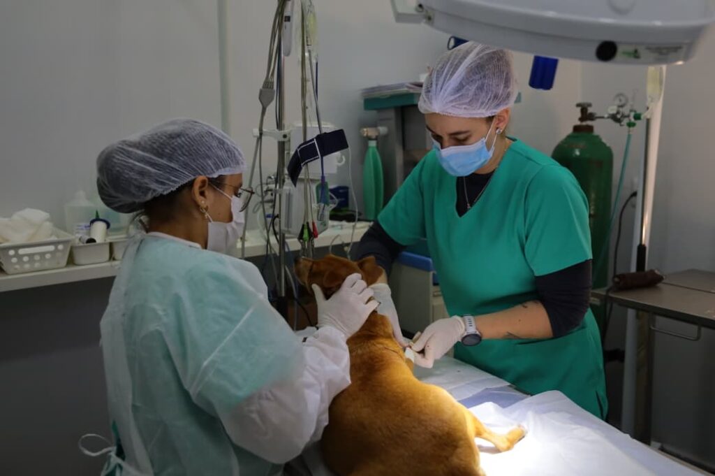 Prefeitura de Aparecida de Goiânia supera 3 mil castrações e avança no bem-estar animal