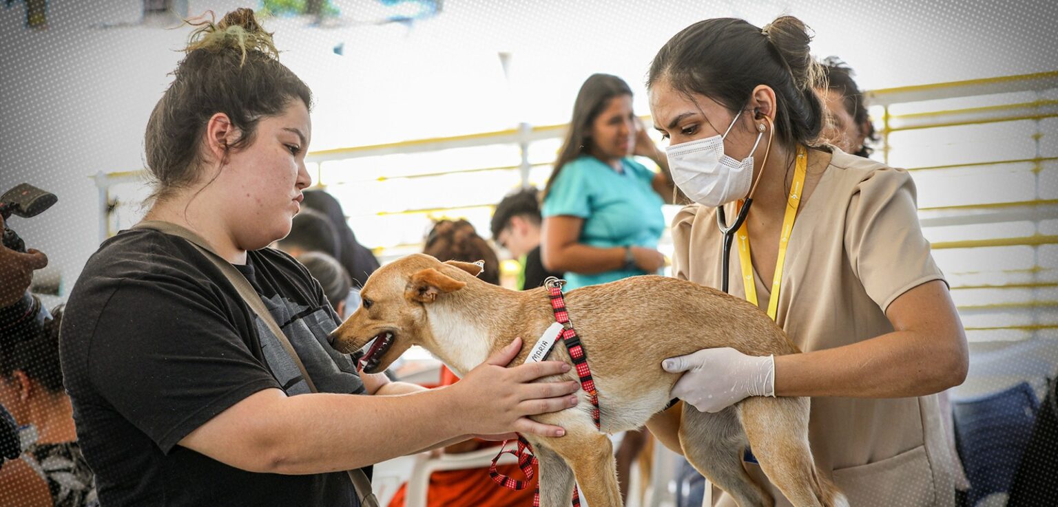 App Facilita Agendamento de Castração e Denúncias de Maus-Tratos no Amazonas