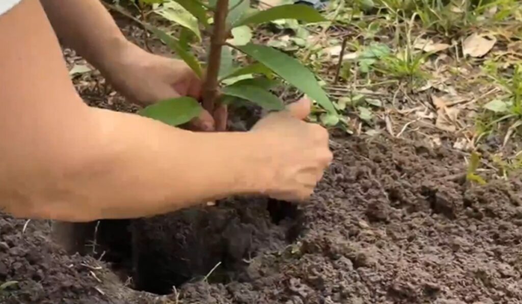 Celebração dos 41 anos da Fundação Rede Amazônica inclui plantio de mudas em Manaus