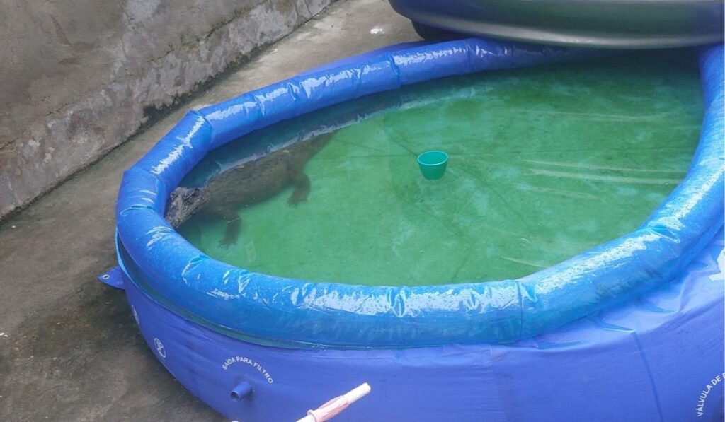 Jacaré é Resgatado em Piscina de Plástico em Manaus; Entenda o Caso