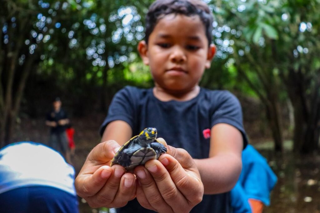 Mais de 900 Tracajás São Devolvidos à Natureza em Itacoatiara - Ação Ambiental Impactante