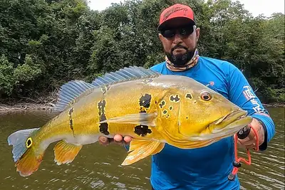 Regulamentação da Pesca Esportiva no Pará: Avanços para a Sustentabilidade e a Economia Local Regulamentação da Pesca Esportiva no Pará: Avanços para a Sustentabilidade e a Economia Local