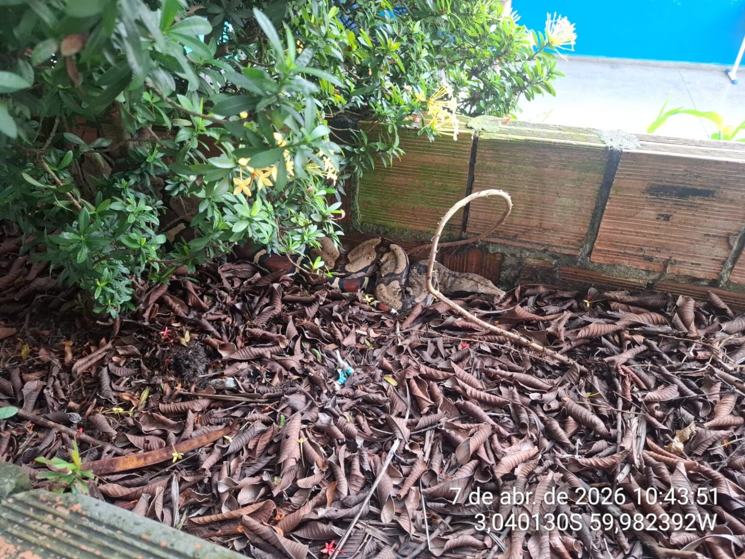 Cobra Jiboia Resgatada em Escola no Bairro Cidade Nova: Ação Rápida da PMAM