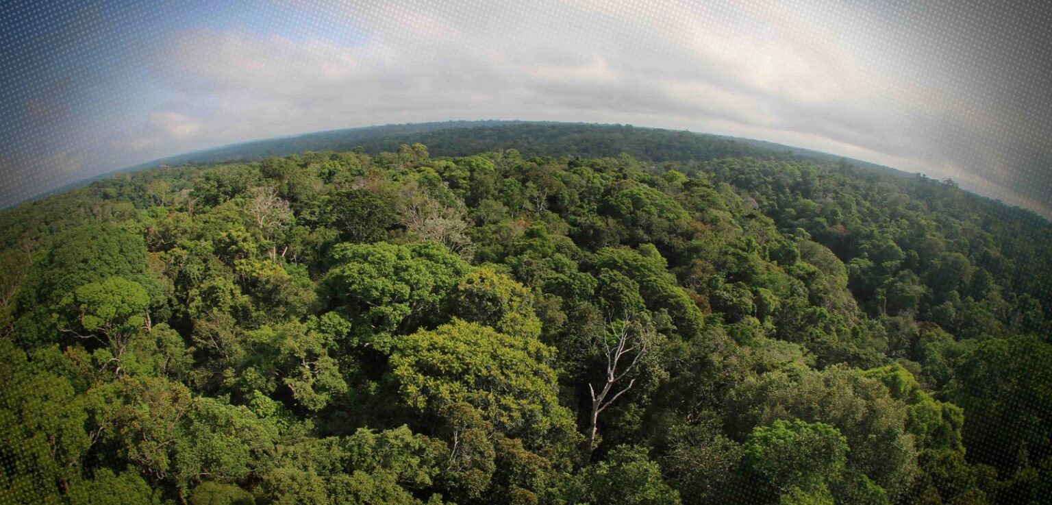 Desmatamento no Amazonas Cai 30% no Primeiro Trimestre de 2026