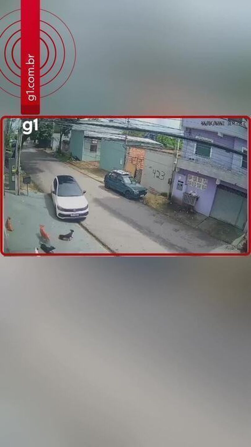 Homem é preso após atropelar cães em Manaus ao tentar embarcar em aeroporto