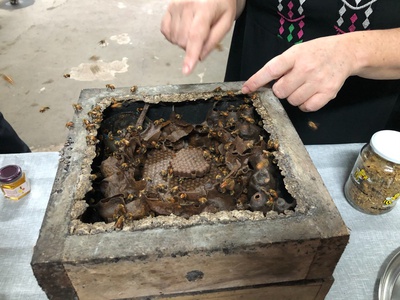 II Congresso de Meliponicultura em Manaus: Conectando Ciência e Sustentabilidade II Congresso de Meliponicultura em Manaus: Conectando Ciência e Sustentabilidade