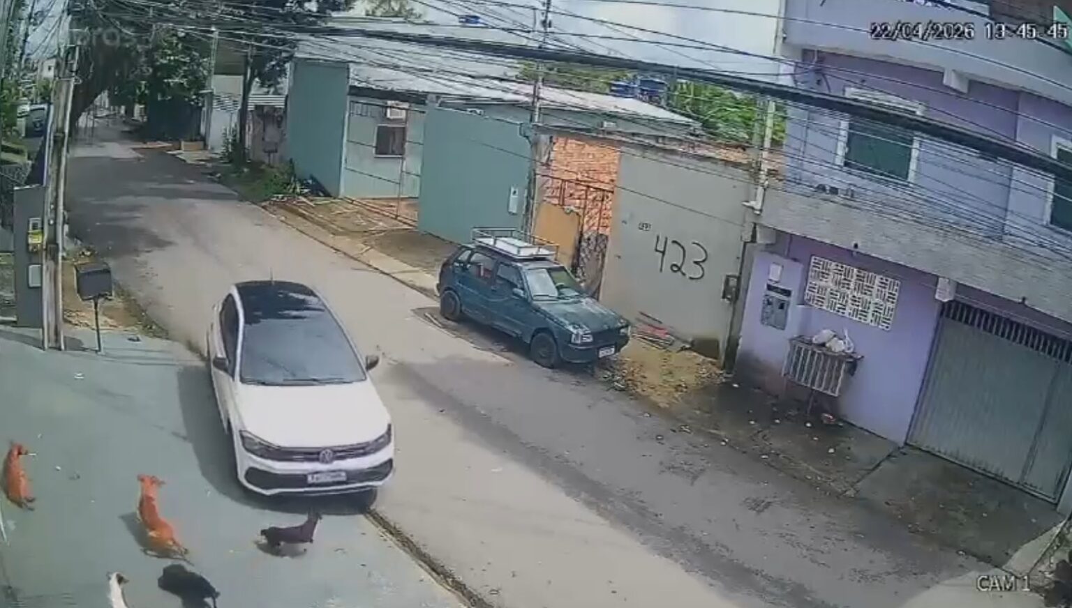 Motorista Atropela Cachorros em Manaus: O Cruel Incidente Que Chocou a Cidade
