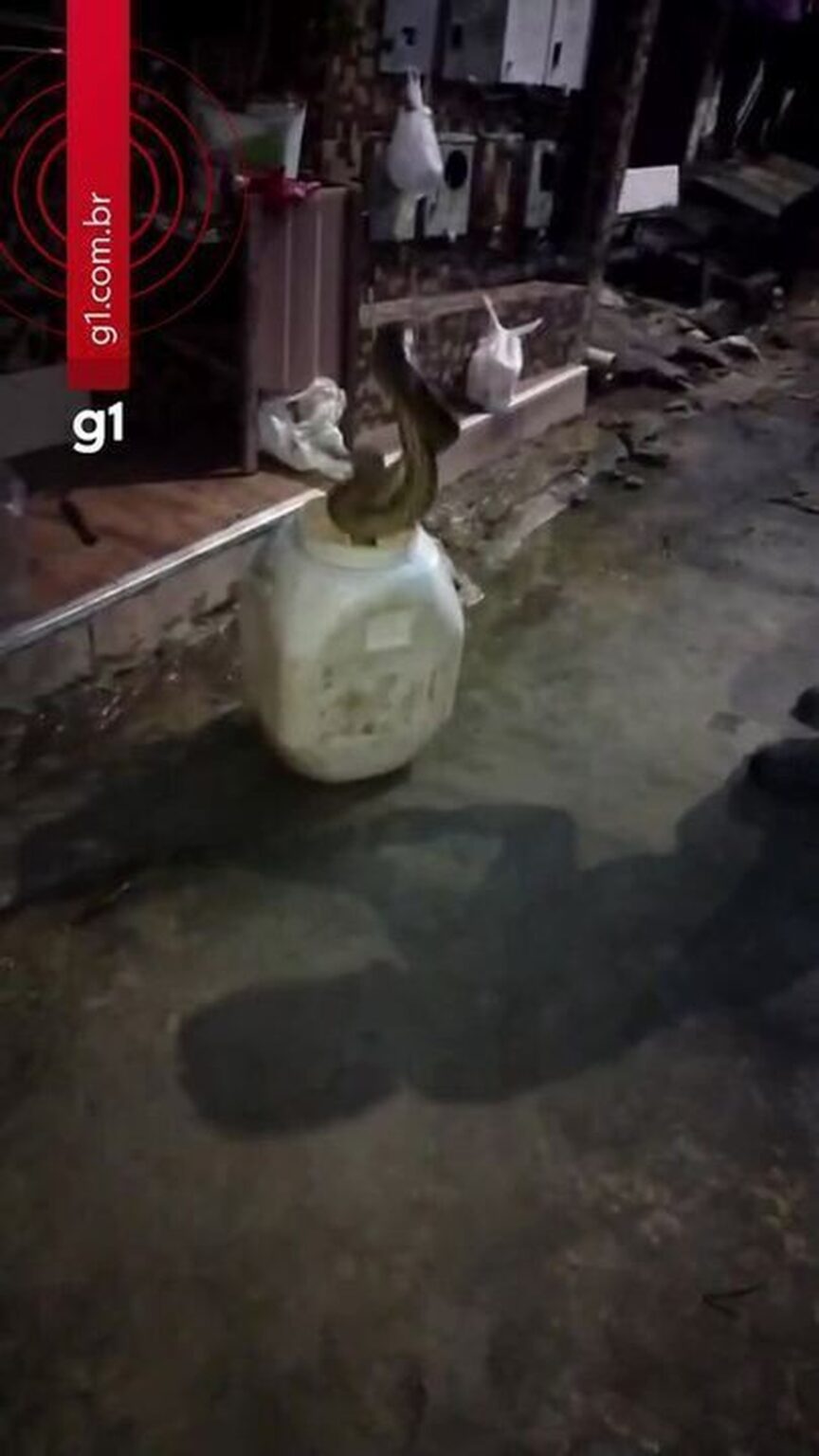 Sucuri de Quase Dois Metros é Resgatada em Manaus; Confira o Vídeo do Resgate