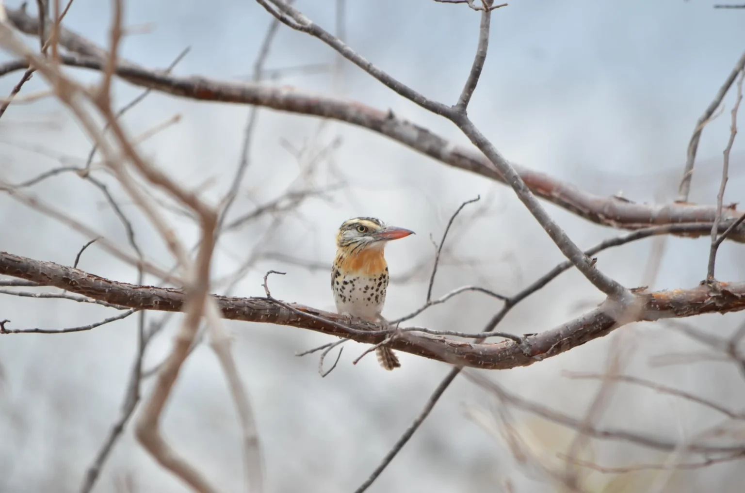 Turismo de Observação de Aves em Paulo Afonso: Um Novo Destque Ambiental Turismo de Observação de Aves em Paulo Afonso: Um Novo Destque Ambiental
