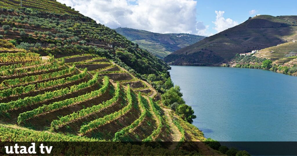 UTAD Impulsiona Sustentabilidade na Vinicultura do Norte com Novo Projeto