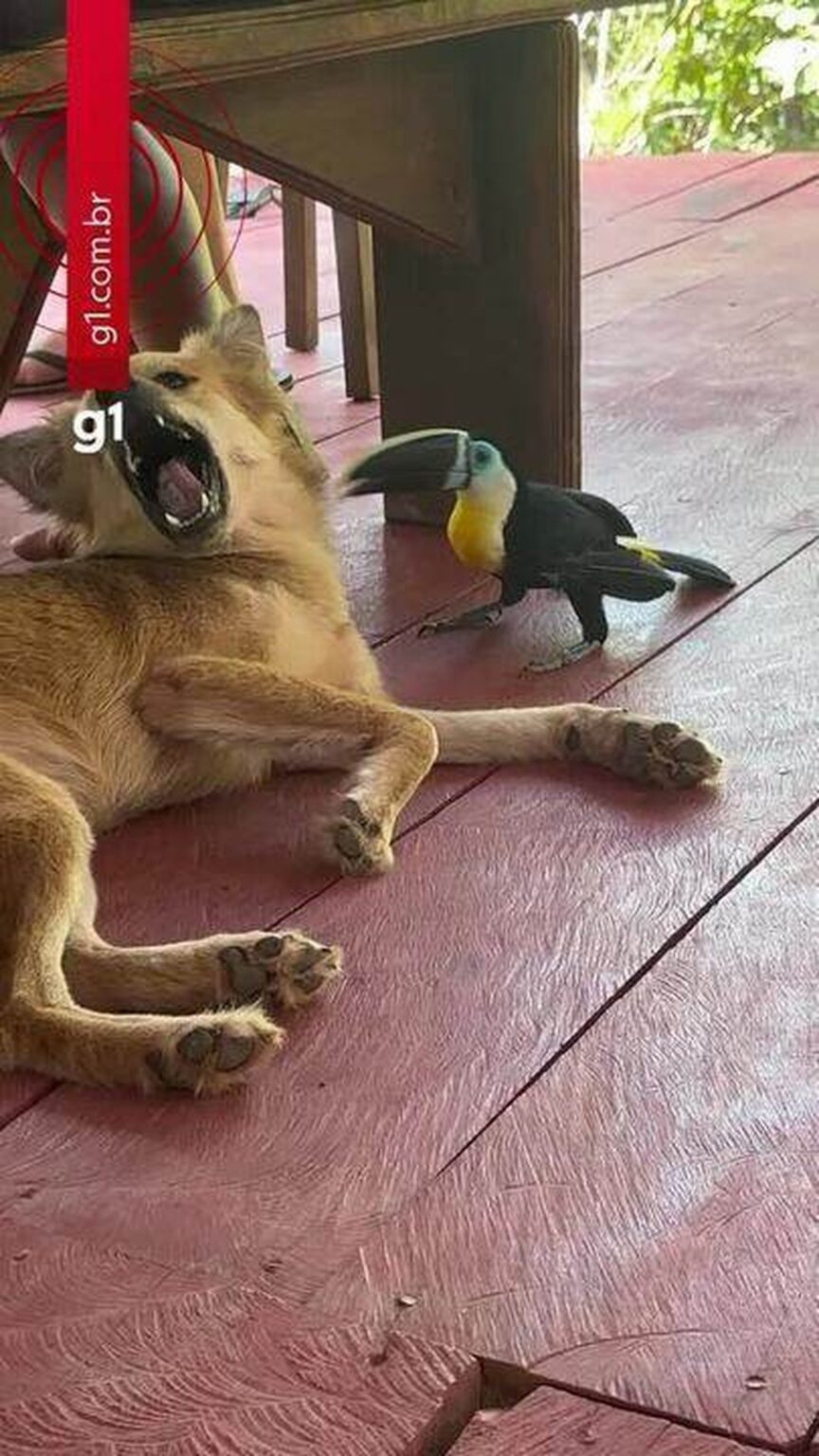 Amizade Inusitada entre Tucano e Cachorro Encanta Comunidade Indígena do Amazonas