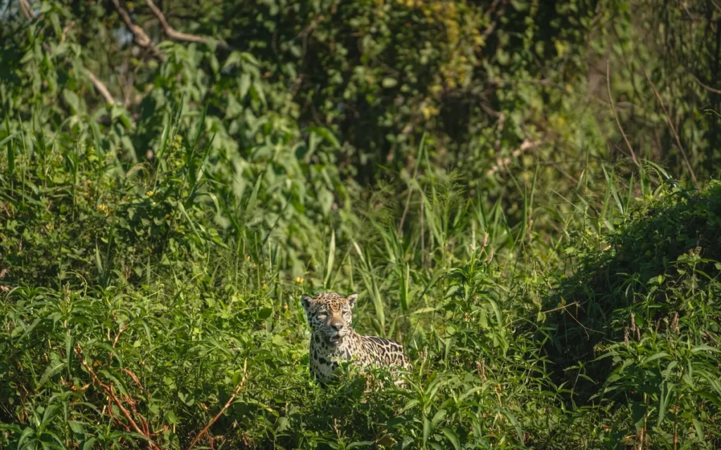 Descubra 9 Passeios Imperdíveis na Amazônia e Pantanal com Pousada Aguapé e Juma Amazon Lodge