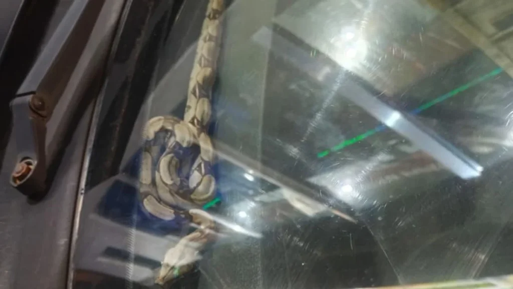 Motorista encontra jiboia de 70 cm dentro de painel em Manaus: veja o resgate Motorista encontra jiboia de 70 cm dentro de painel em Manaus: veja o resgate