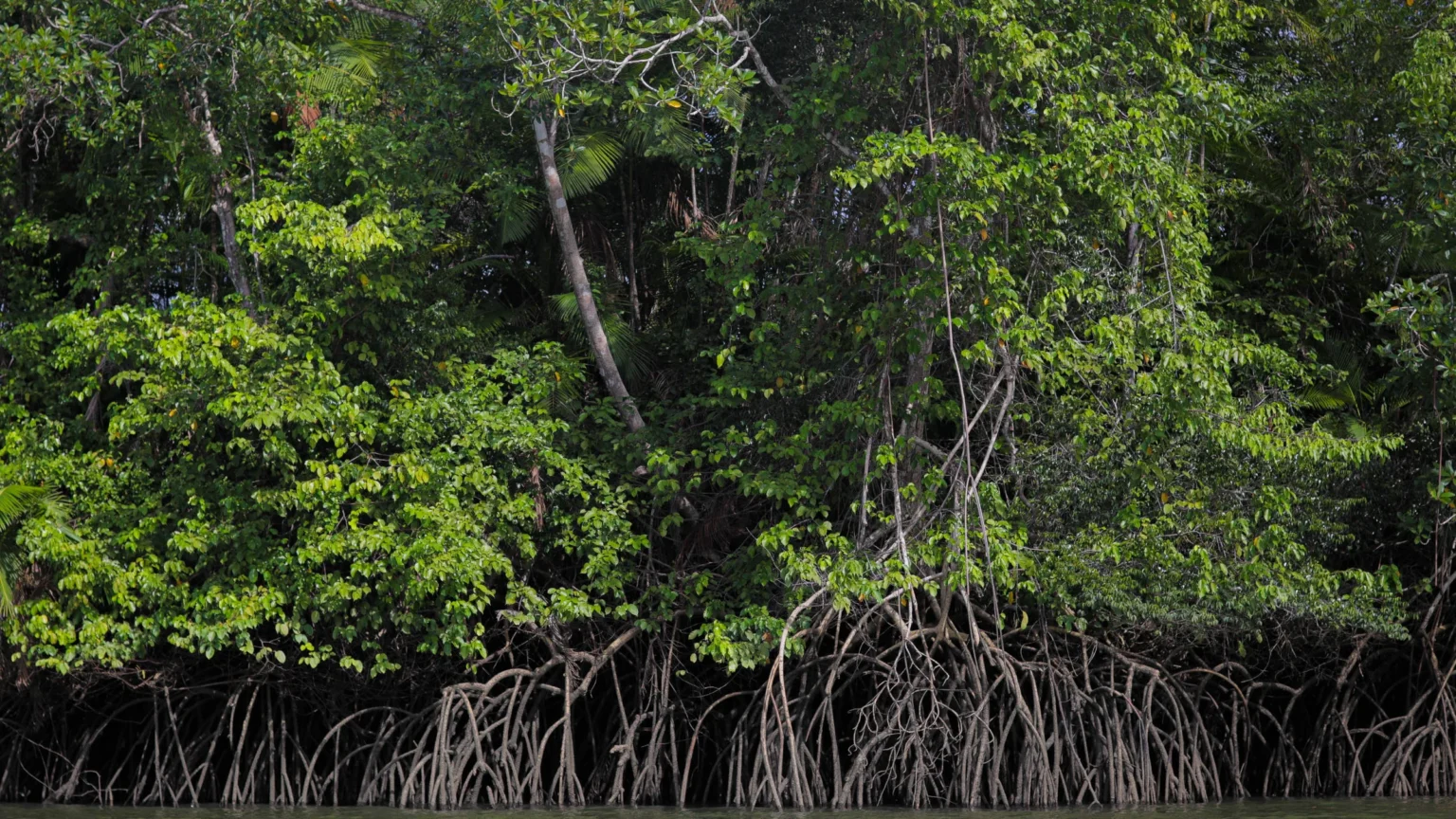 Carbono Azul: O Poder do Oceano na Luta Contra as Mudanças Climáticas