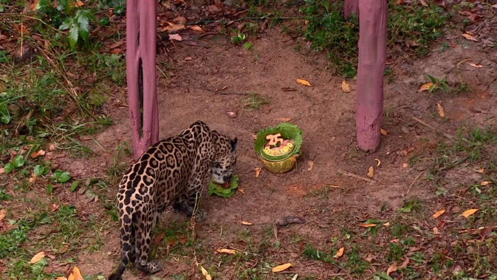 Onça Mais Velha em Cativeiro no Brasil Completa 25 Anos com Festa no Zoológico de Manaus Onça Mais Velha em Cativeiro no Brasil Completa 25 Anos com Festa no Zoológico de Manaus