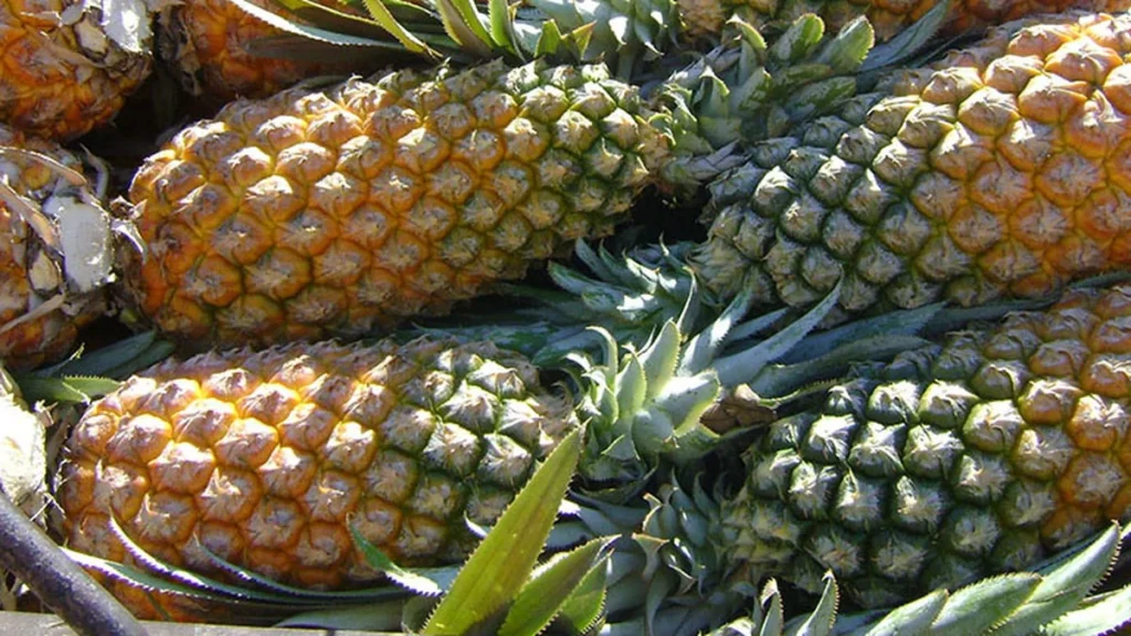 Guia Completo para o Cultivo de Abacaxi no Amazonas: Atualizações Essenciais da Embrapa