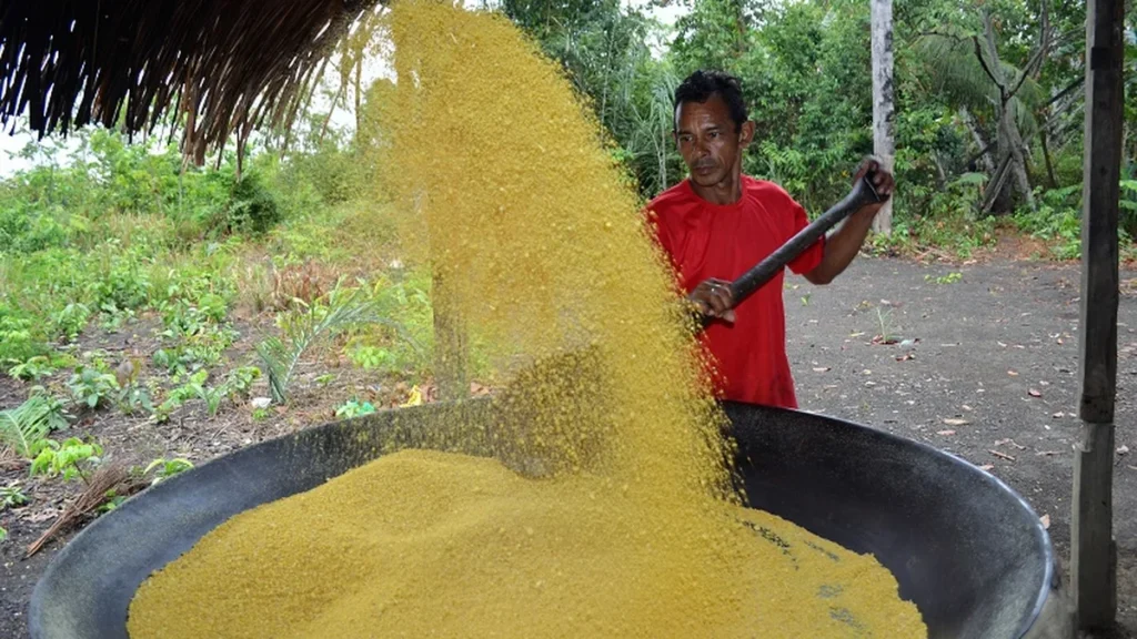 A Farinha de Mandioca: Pilar da Economia e Cultura do Amazonas A Farinha de Mandioca: Pilar da Economia e Cultura do Amazonas